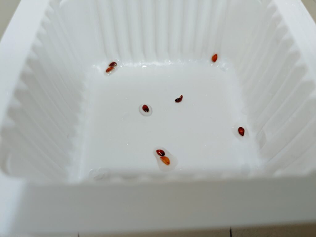 洗浄したパイナップルの種の写真