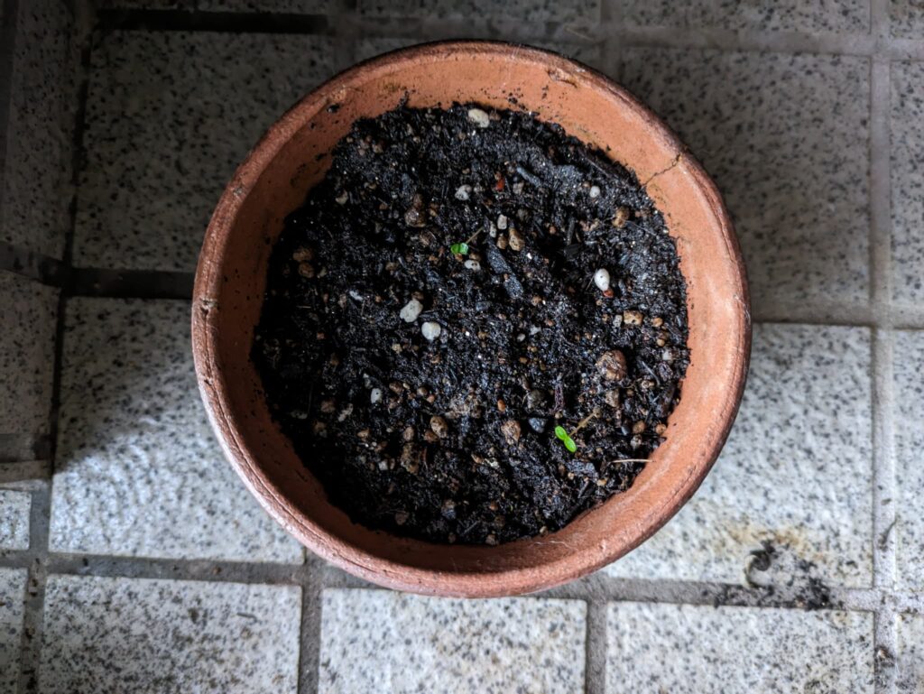 雑草しか生えていない鉢の写真