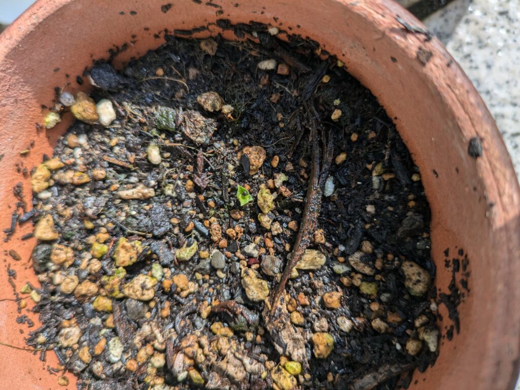 パイナップルの芽が出た直後の写真