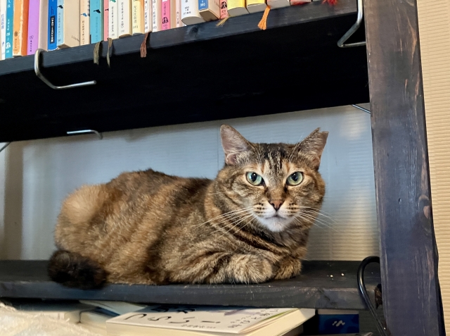 alt属性の記述例として用いた、本棚で猫がくつろいでいる写真
